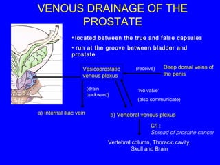 Lect -male reproductive organs | PPT