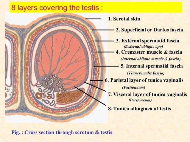 Image result for testis covering
layers covering the testis