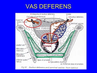 male reproductive organs | PPT