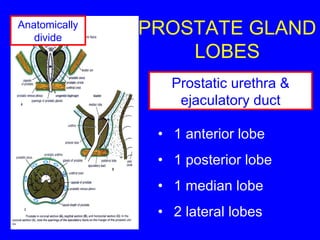 male reproductive organs | PPT