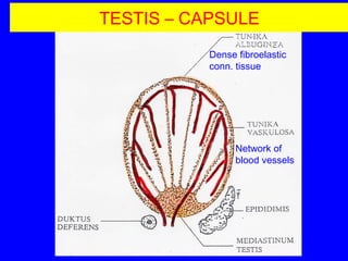 male reproductive organs | PPT