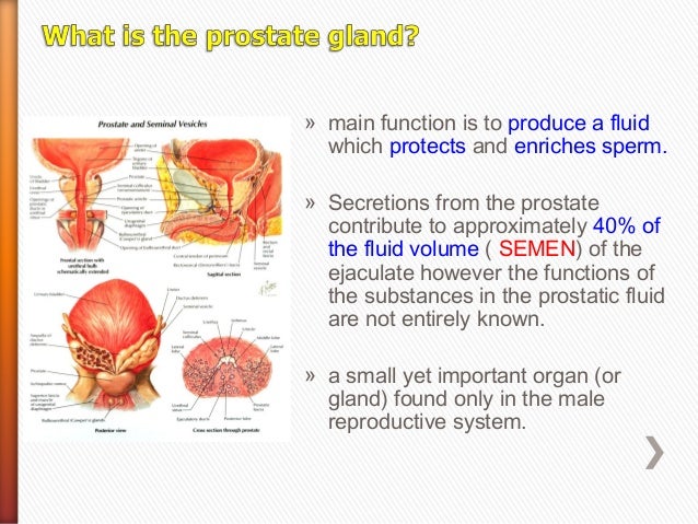 How to find male prostate gland