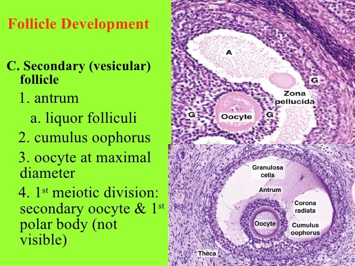 Lect 1pathophys repro