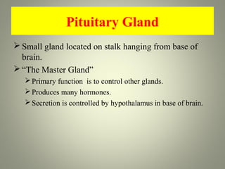Pituitary Gland
 Small gland located on stalk hanging from base of
  brain.
 “The Master Gland”
    Primary function is to control other glands.
    Produces many hormones.
    Secretion is controlled by hypothalamus in base of brain.
 
