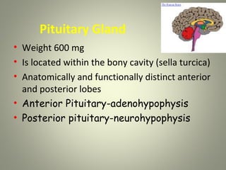 Pituitary Gland
• Weight 600 mg
• Is located within the bony cavity (sella turcica)
• Anatomically and functionally distinct anterior
  and posterior lobes
• Anterior Pituitary-adenohypophysis
• Posterior pituitary-neurohypophysis
 