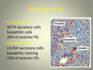 Histology of PG

• Corticotrophs                    a.
  ACTH secretary cells          b.
  basophilic cells               c. 15-
  20% of anterior PG
• Gonadotrophs                     a.
  LH,FSH secretary cells        b.
  basophilic staining           c. 10-
  15% of anterior PG
 