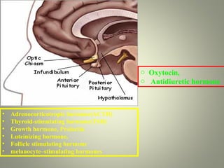 o Oxytocin,
                                        o Antidiuretic hormone



•   Adrenocorticotropic hormone(ACTH)
•   Thyroid-stimulating hormone(TSH)
•   Growth hormone, Prolactin
•   Luteinizing hormone,
•   Follicle stimulating hormone
•   melanocyte–stimulating hormones
 