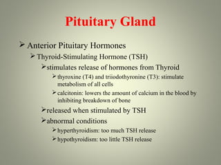 Pituitary Gland
 Anterior Pituitary Hormones
   Thyroid-Stimulating Hormone (TSH)
     stimulates release of hormones from Thyroid
         thyroxine (T4) and triiodothyronine (T3): stimulate
          metabolism of all cells
         calcitonin: lowers the amount of calcium in the blood by
          inhibiting breakdown of bone
     released when stimulated by TSH
     abnormal conditions
         hyperthyroidism: too much TSH release
         hypothyroidism: too little TSH release
 