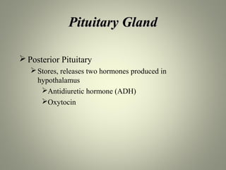 Pituitary Gland

 Posterior Pituitary
    Stores, releases two hormones produced in
     hypothalamus
      Antidiuretic hormone (ADH)
      Oxytocin
 