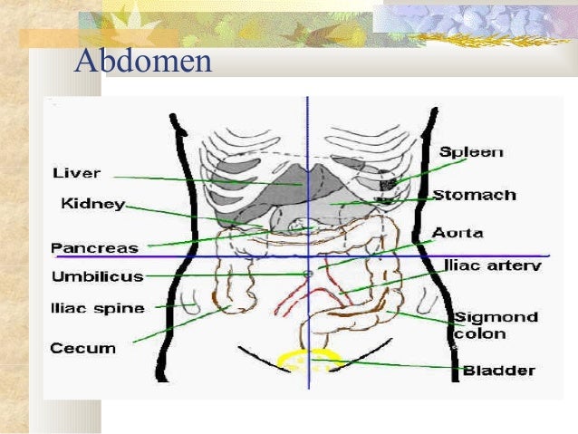 abdominal assessment