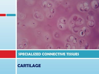 CARTILAGE
SPECIALIZED CONNECTIVE TISSUES
 