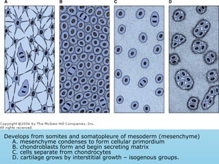 Develops from somites and somatopleure of mesoderm (mesenchyme)
A. mesenchyme condenses to form cellular primordium
B. chondroblasts form and begin secreting matrix
C. cells separate from chondrocytes
D. cartilage grows by interstitial growth – isogenous groups.
 