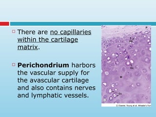  There are no capillaries
within the cartilage
matrix.
 Perichondrium harbors
the vascular supply for
the avascular cartilage
and also contains nerves
and lymphatic vessels.
 