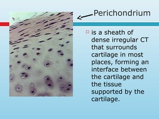 Perichondrium
 is a sheath of
dense irregular CT
that surrounds
cartilage in most
places, forming an
interface between
the cartilage and
the tissue
supported by the
cartilage.
 