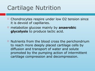 Cartilage Nutrition
 Chondrocytes respire under low O2 tension since
it is devoid of capillaries.
 metabolize glucose mainly by anaerobic
glycolysis to produce lactic acid.
 Nutrients from the blood cross the perichondrium
to reach more deeply placed cartilage cells by
diffusion and transport of water and solute
promoted by the pumping action of intermittent
cartilage compression and decompression.
 