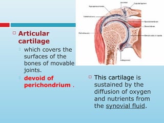  Articular
cartilage
 which covers the
surfaces of the
bones of movable
joints.
 devoid of
perichondrium .
 This cartilage is
sustained by the
diffusion of oxygen
and nutrients from
the synovial fluid.
 