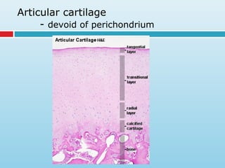 Articular cartilage
- devoid of perichondrium
 