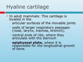 Hyaline cartilage
 In adult mammals: This cartilage is
located in the
 articular surfaces of the movable joints
 walls of larger respiratory passages
(nose, larynx, trachea, bronchi),
 ventral ends of ribs, where they
articulate with the sternum
 epiphyseal plate, where it is
responsible for the longitudinal growth
of bone.
 