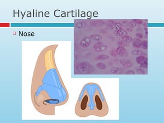 Hyaline Cartilage
 Nose
 