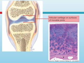 Articular cartilage on surfaces
of movable joints
 