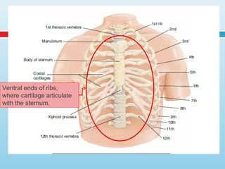 Ventral ends of ribs,
where cartilage articulate
with the sternum.
 