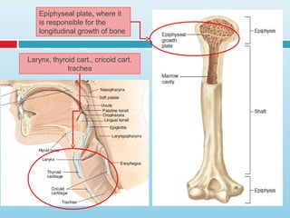 Epiphyseal plate, where it
is responsible for the
longitudinal growth of bone
Larynx, thyroid cart., cricoid cart.
trachea
 