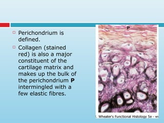  Perichondrium is
defined.
 Collagen (stained
red) is also a major
constituent of the
cartilage matrix and
makes up the bulk of
the perichondrium P
intermingled with a
few elastic fibres.
 