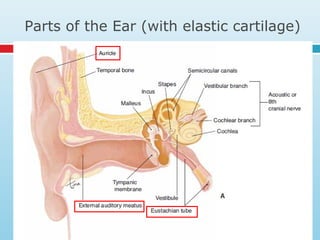 Parts of the Ear (with elastic cartilage)
 