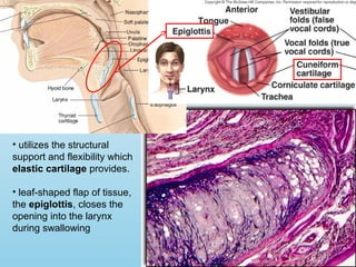 Epiglottis
• utilizes the structural
support and flexibility which
elastic cartilage provides.
• leaf-shaped flap of tissue,
the epiglottis, closes the
opening into the larynx
during swallowing
 