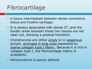 Fibrocartilage
 A tissue intermediate between dense connective
tissue and hyaline cartilage.
 It is always associated with dense CT, and the
border areas between these two tissues are not
clear-cut, showing a gradual transition.
 Chondrocytes are either singly or in isogenous
groups, arranged in long rows separated by
coarse collagen type I fibers . Because it is rich in
collagen type I, the fibrocartilage matrix is
acidophilic.
 Perichondrium is poorly defined.
 
