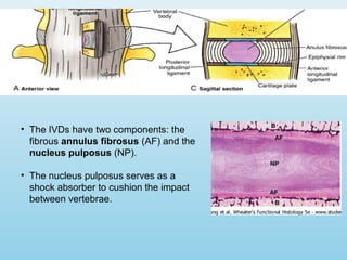 • The IVDs have two components: the
fibrous annulus fibrosus (AF) and the
nucleus pulposus (NP).
• The nucleus pulposus serves as a
shock absorber to cushion the impact
between vertebrae.
 