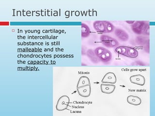 Interstitial growth
 In young cartilage,
the intercellular
substance is still
malleable and the
chondrocytes possess
the capacity to
multiply.
 