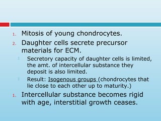 1. Mitosis of young chondrocytes.
2. Daughter cells secrete precursor
materials for ECM.
 Secretory capacity of daughter cells is limited,
the amt. of intercellular substance they
deposit is also limited.
 Result: Isogenous groups (chondrocytes that
lie close to each other up to maturity.)
1. Intercellular substance becomes rigid
with age, interstitial growth ceases.
 