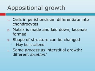 Appositional growth
1. Cells in perichondrium differentiate into
chondrocytes
2. Matrix is made and laid down, lacunae
formed
3. Shape of structure can be changed
 May be localized
1. Same process as interstitial growth:
different location!
 