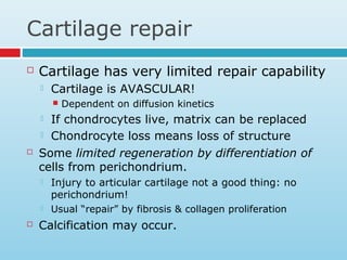 Cartilage repair
 Cartilage has very limited repair capability
 Cartilage is AVASCULAR!
 Dependent on diffusion kinetics
 If chondrocytes live, matrix can be replaced
 Chondrocyte loss means loss of structure
 Some limited regeneration by differentiation of
cells from perichondrium.
 Injury to articular cartilage not a good thing: no
perichondrium!
 Usual “repair” by fibrosis & collagen proliferation
 Calcification may occur.
 
