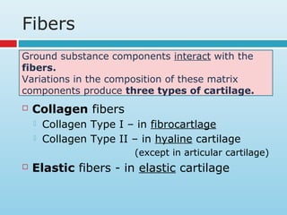 Fibers
 Collagen fibers
 Collagen Type I – in fibrocartlage
 Collagen Type II – in hyaline cartilage
(except in articular cartilage)
 Elastic fibers - in elastic cartilage
Ground substance components interact with the
fibers.
Variations in the composition of these matrix
components produce three types of cartilage.
 