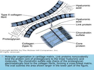  Molecular organization in cartilage matrix. Link proteins noncovalently
bind the protein core of proteoglycans to the linear hyaluronic acid
molecules. The chondroitin sulfate side chains of the proteoglycan
electrostatically bind to the collagen fibrils, forming a cross-linked matrix.
The oval outlines the area shown larger in the lower part of the figure.
 