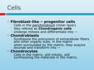 Cells
 Fibroblast-like – progenitor cells
 Cells in the perichondrium (inner layer)
 Also refered as Chondrogenic cells
 Undergo mitosis and differentiate into --
 Chondroblasts
 Synthesize the precursors of extracellular fibers
and other organic subs. in the matrix
 when surrounded by the matrix, they acquire
lacunae and transform into --
 Chondrocytes
 Cells in the matrix, still mitotic, still
synthesizing the materials in the matrix.
 