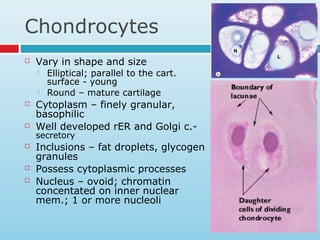 Chondrocytes
 Vary in shape and size
 Elliptical; parallel to the cart.
surface - young
 Round – mature cartilage
 Cytoplasm – finely granular,
basophilic
 Well developed rER and Golgi c.-
secretory
 Inclusions – fat droplets, glycogen
granules
 Possess cytoplasmic processes
 Nucleus – ovoid; chromatin
concentated on inner nuclear
mem.; 1 or more nucleoli
 
