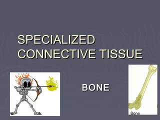 SPECIALIZEDSPECIALIZED
CONNECTIVE TISSUECONNECTIVE TISSUE
BONEBONE
 
