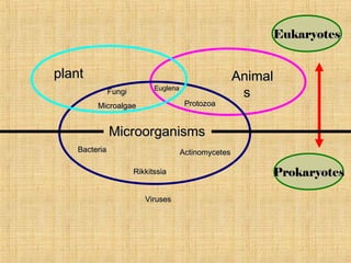 plantplant AnimalAnimal
ss
ProtozoaProtozoa
FungiFungi
MicroalgaeMicroalgae
BacteriaBacteria ActinomycetesActinomycetes
MicroorganismsMicroorganisms
EuglenaEuglena
EukaryotesEukaryotes
ProkaryotesProkaryotesRikkitssiaRikkitssia
VirusesViruses
 