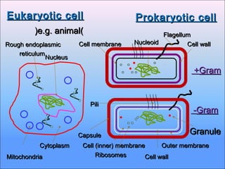 Eukaryotic cellEukaryotic cell Prokaryotic cellProkaryotic cell
GramGram++
GramGram--
Cell wallCell wall
Cell (inner) membraneCell (inner) membrane Outer membraneOuter membrane
RibosomesRibosomes
Rough endoplasmicRough endoplasmic
reticulumreticulum
MitochondriaMitochondria
GranuleGranule
((e.g. animale.g. animal))
Cell wallCell wall
NucleoidNucleoid
NucleusNucleus
Cell membraneCell membrane
CapsuleCapsule
CytoplasmCytoplasm
FlagellumFlagellum
PiliPili
 