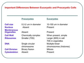 Important Differences Between Eucaryotic and Procaryotic Cells
Procaryotes Eucaryotes
Cell size 0.2-2 um in diameter 10-100 um in diameter
Nucleus Absent Present
Membranous
Organelles Absent Present
Cell Wall Chemically complex When present, simple
Ribosomes Smaller (70S) Larger (80S) in cell
70S in organelles
DNA Single circular Multiple linear
chromosome chromosomes (histones)
Cell Division Binary fission Mitosis
Cytoskeleton Absent Present
 