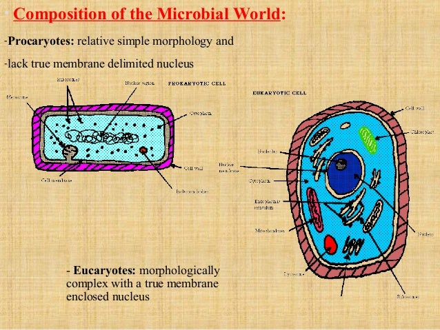 70s of composition ribosomes introduction 1 general to Lect. microbiology