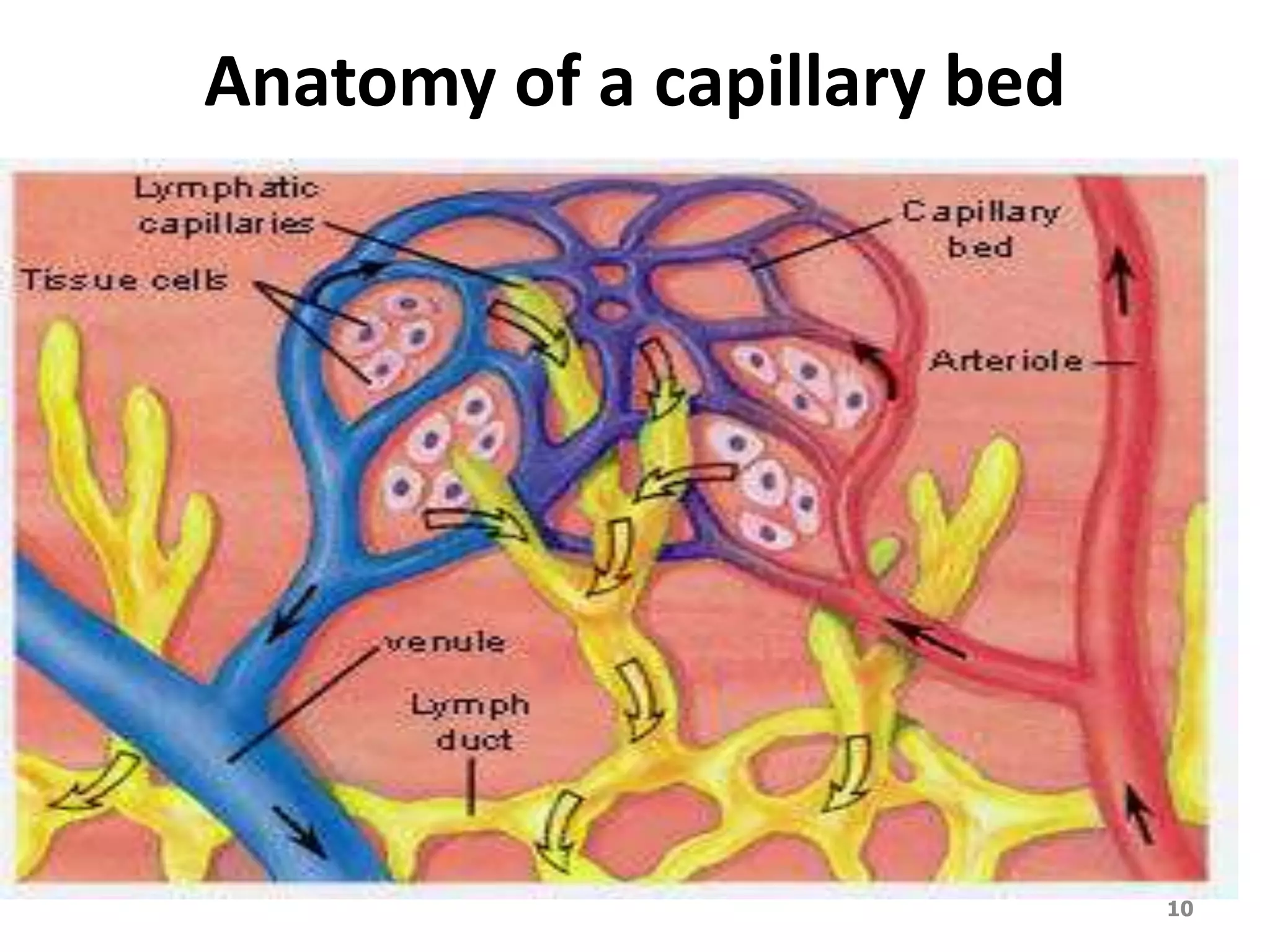 Anatomy of a capillary bed 
10 
 