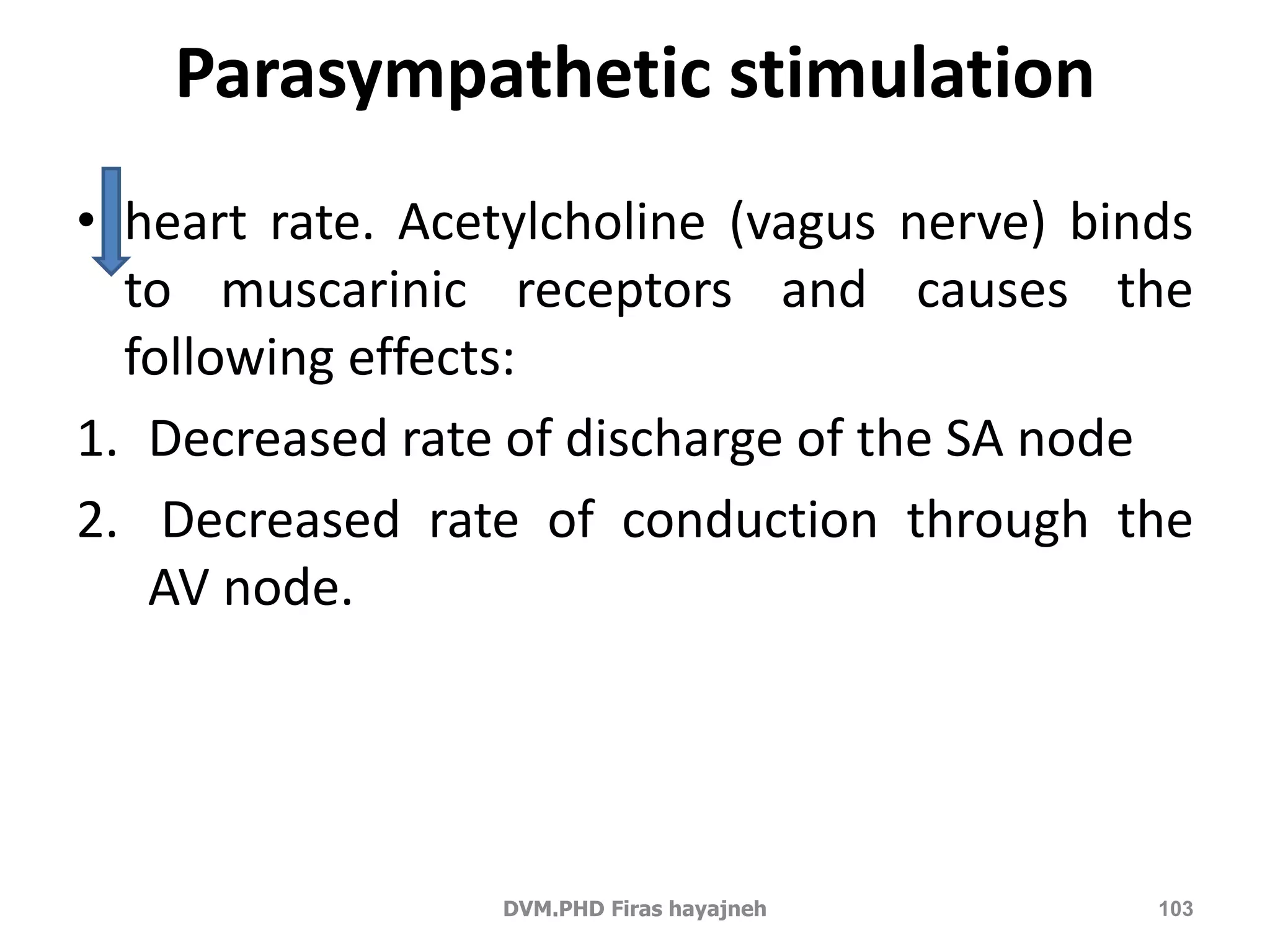 Parasympathetic stimulation 
• heart rate. Acetylcholine (vagus nerve) binds 
to muscarinic receptors and causes the 
following effects: 
1. Decreased rate of discharge of the SA node 
2. Decreased rate of conduction through the 
AV node. 
DVM.PHD Firas hayajneh 103 
 