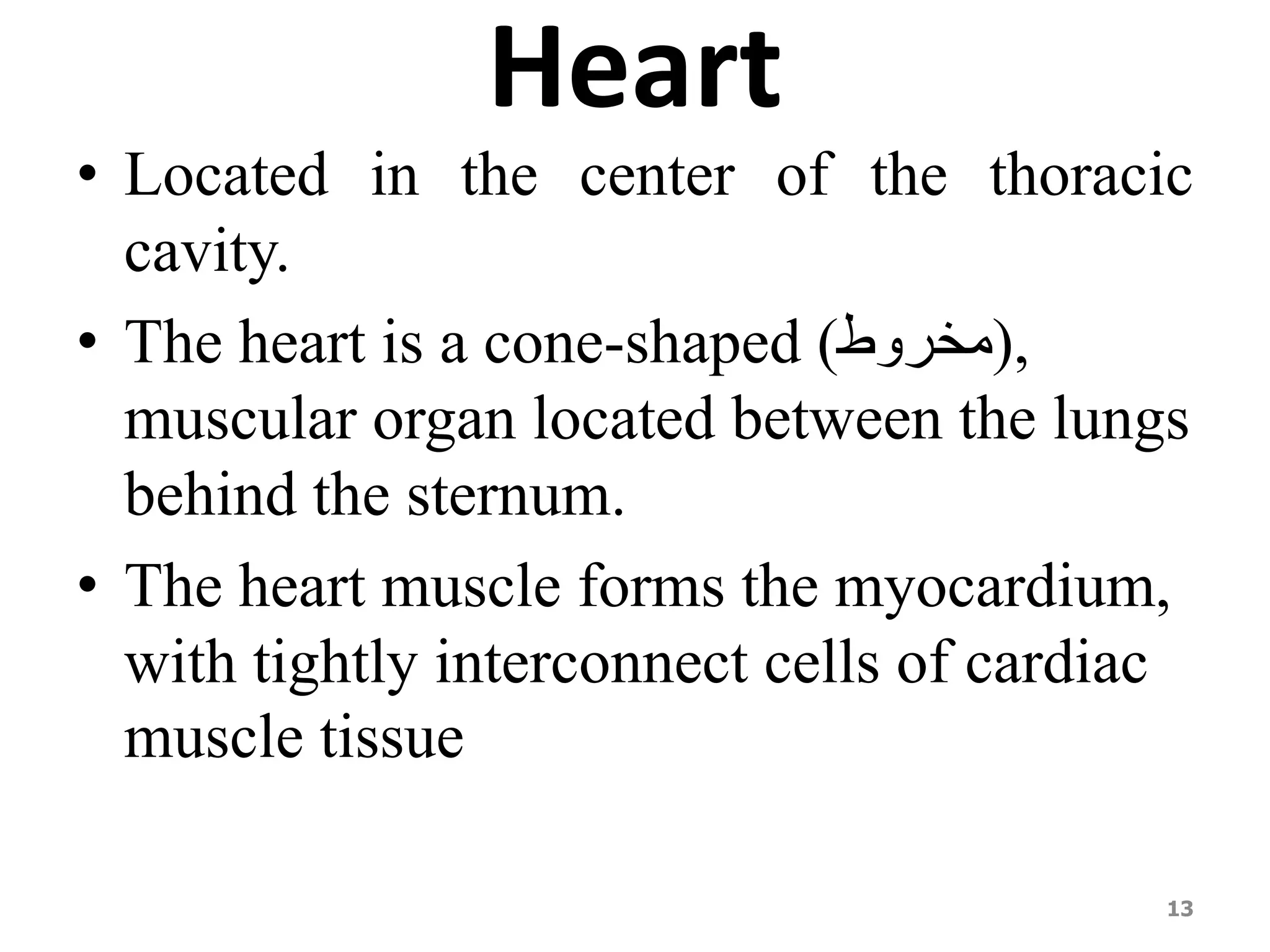 Heart 
• Located in the center of the thoracic 
cavity. 
• The heart is a cone-shaped ( ,)مخروط 
muscular organ located between the lungs 
behind the sternum. 
• The heart muscle forms the myocardium, 
with tightly interconnect cells of cardiac 
muscle tissue 
13 
 