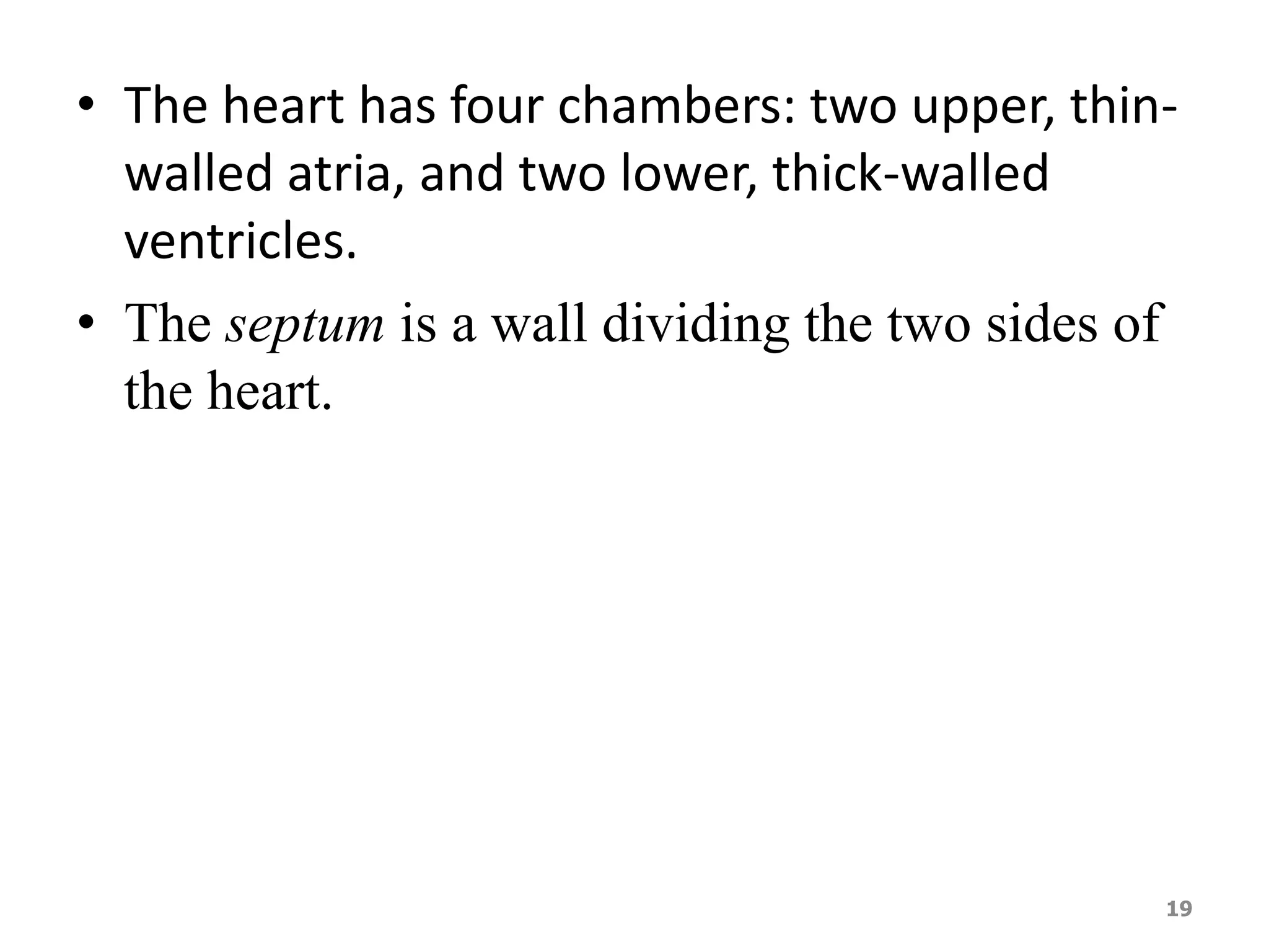 • The heart has four chambers: two upper, thin-walled 
atria, and two lower, thick-walled 
ventricles. 
• The septum is a wall dividing the two sides of 
the heart. 
19 
 
