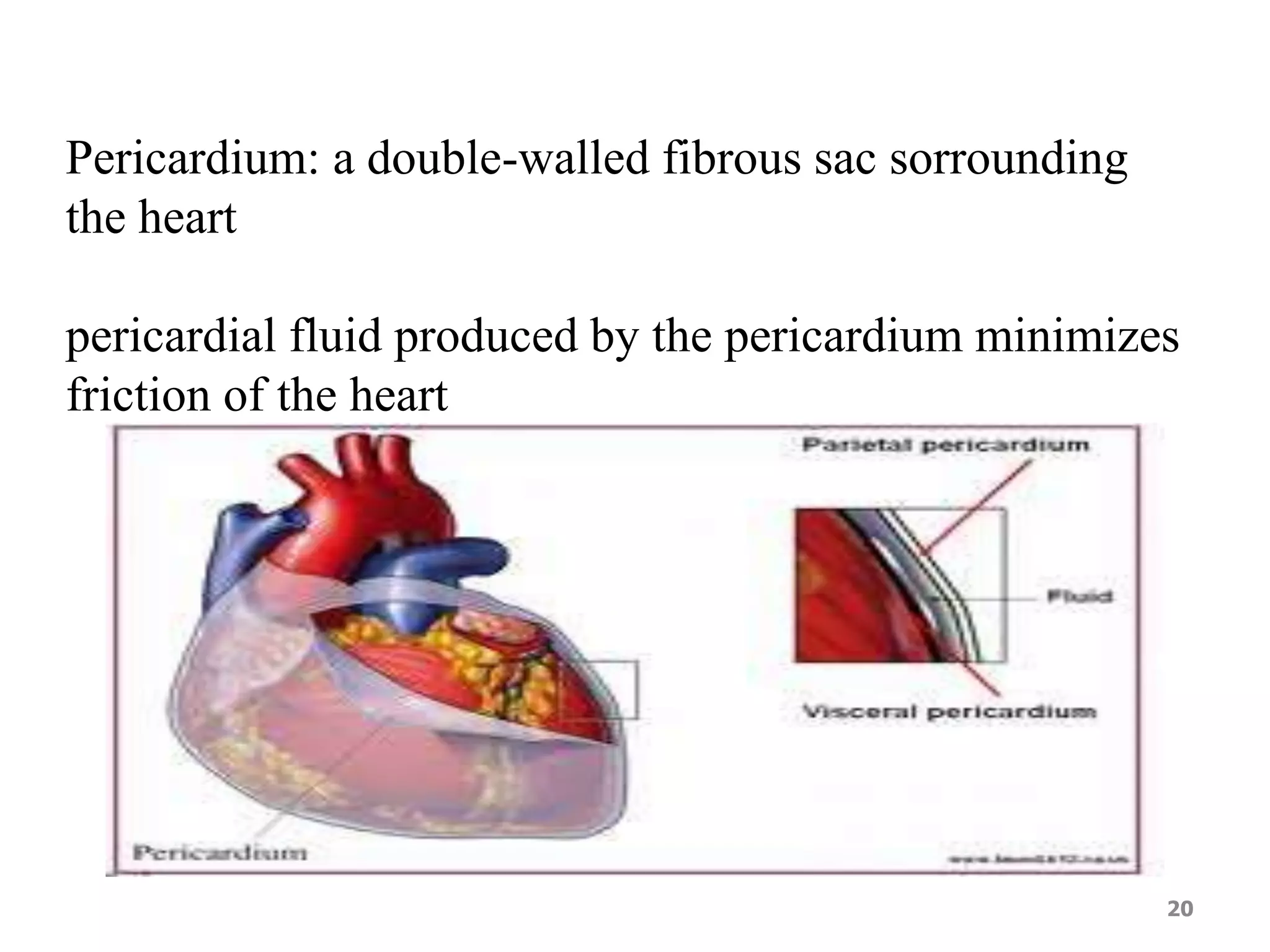 Pericardium: a double-walled fibrous sac sorrounding 
the heart 
pericardial fluid produced by the pericardium minimizes 
friction of the heart 
20 
 