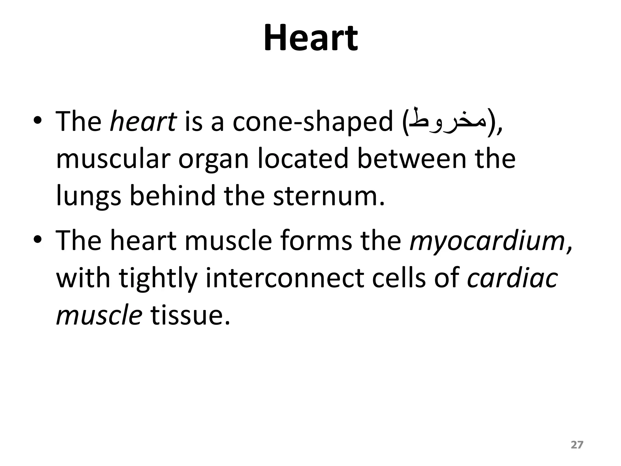 Heart 
• The heart is a cone-shaped ( ,)مخروط 
muscular organ located between the 
lungs behind the sternum. 
• The heart muscle forms the myocardium, 
with tightly interconnect cells of cardiac 
muscle tissue. 
27 
 